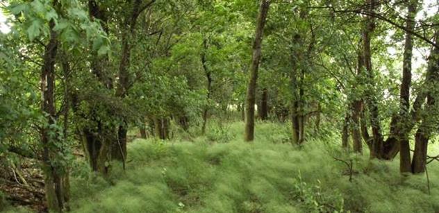 Pardubický kraj: Do lesů na Králicku je zakázaný vstup